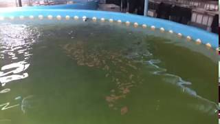 INDOOR FISH FARMING RAS  hyderabad India BASA Fish  Recirculating aquaculture system [upl. by Arvind]