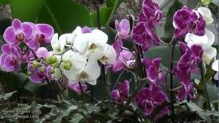 Orchids at Kew Gardens ✿ A Must See Orchid Extravaganza ✿ [upl. by Anaylil]