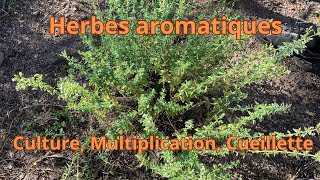 Herbes aromatiques culture multiplication et cueillette [upl. by Codi]