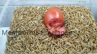 Mealworms Vs tomato  Mealworms Timelapse [upl. by Eivets983]