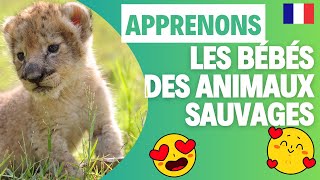 Petits explorateurs  à la découverte des bébés animaux sauvages [upl. by Llennod]