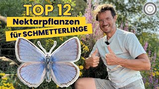 SO EINFACH  SCHMETTERLINGE im eigenen Garten fördern [upl. by Vaclav8]