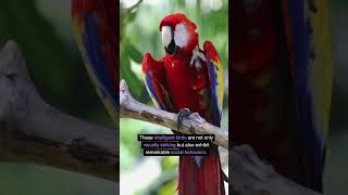 Macaw Parrot  scarlet Macaws macaws [upl. by Afatsom]