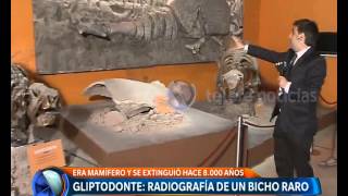 Gliptodonte en Marcos Paz detalles del hallazgo  Telefe Noticias [upl. by Beniamino]