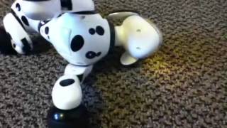 Zoomer the robot dog in action [upl. by Beedon]