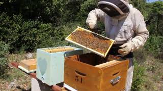 APICULTURE E06  Comment mettre en ruche un essaim dabeilles sur cadres [upl. by Yort]