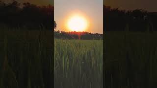 Kisan balac 🌾🌾🌾🌾😍। sorts youtube video new viralvideo c7 [upl. by Aitnis]