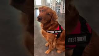 DogHarnessUK  No Pull Dog Harness Customized Dog Harness Feedback [upl. by Anoo441]