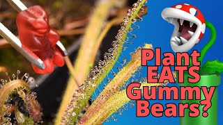 Plant EATS Gummy Bears Time Lapse of carnivorous plants [upl. by Seward]