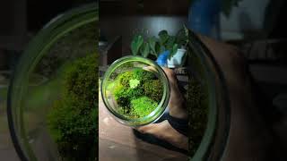 養半年的水溝苔蘚生態瓶 食蟲植物 terrarium 園藝 生態瓶 aquarium 植物 苔蘚 aquascape 园艺 plants 水溝苔蘚 食蟲植物 捕蟲堇 [upl. by Hospers]