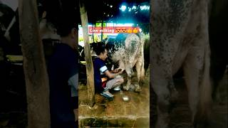 Cow milking by hand 😍  Village Cow Milking 💓  how to milk a cowl 😍 [upl. by Attirb]