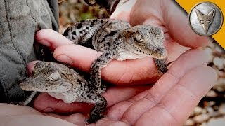 A Nest FULL of Baby Crocodiles [upl. by Nosyk]