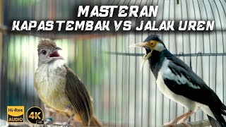 MASTERAN KAPAS TEMBAK VS JALAK UREN  BIRD OF INDONESIA  PANCINGAN KAPAS TEMBAK [upl. by Asylem]