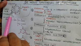 De novo synthesis of Pyrimidine [upl. by Avery693]