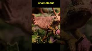 Chameleons change color for communication temperature regulation and camouflage nature facts [upl. by Kosse]