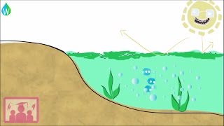 Eutrophication explained  WELS Waterpedia Environmental Learning Series [upl. by China84]