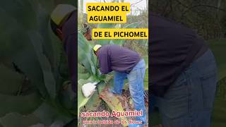 Sacando el aguamiel del maguey plantas amor maguey campo [upl. by Eggleston]