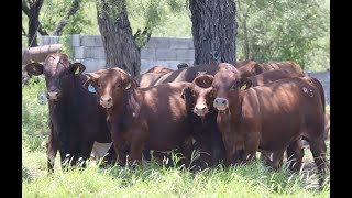 13 Secretos para la Engorda de Becerros [upl. by September]