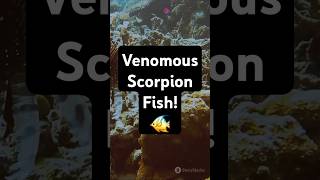 Fact Of Venomous Scorpion Fish 🐠 animals facts trivia [upl. by Surat]