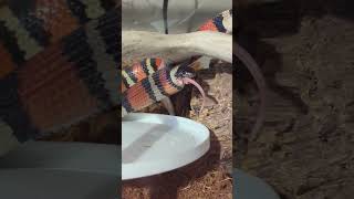 Our Milksnake Swallows a Mouse snake feeding milksnake [upl. by Filbert]