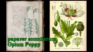 Plants of the Voynich Manuscript 21r thru 30v [upl. by Atil]