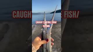 CAUGHT 2 NEEDLE FISHESPADA FRESH FROM THE OCEAN fishinglife fish needlefish espada shorts [upl. by Fritzie48]