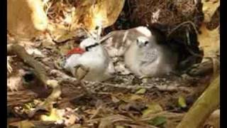 Redbilled Tropicbird Phaeton aethereusDAscanio [upl. by Camille]