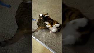 Cat Battles  Play Fighting [upl. by Nedmac]