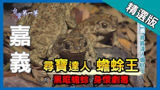 台灣第一等【田野萬金 黑眶蟾蜍王】嘉義精選版 [upl. by Marriott358]