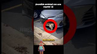 ¡Rescata a una Coyote y Ella Regresa🐺 historiasincreibles coyote rescateanimal [upl. by Octavla94]