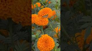 Genda phool gendaphool ganda gendaplant flowers plant garden trendingshorts trend ytshorts [upl. by Sussna]