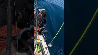 Albacore Fort Bragg albacore tuna shorts tunafishing great fishing fortbragg tunabite [upl. by Plafker]