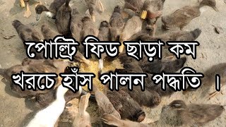 পোল্ট্রি ফিড ছাড়া কম খরচে হাঁস পালন পদ্ধতি [upl. by Redle]