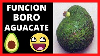 Que FUNCION Cumple El BORO En Las Plantas De AGUACATE 🥑 [upl. by Melissa]