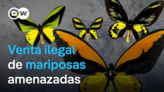 Las mariposas y el comercio de especies amenazadas  DW Documental [upl. by Albion]