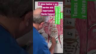 El nervio femoral plexo lumbar nervio iliohipogastrico e ilioinguinal [upl. by Akimet18]