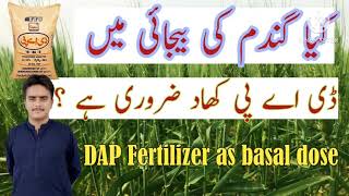 Sinificance of basal dose of phosphatic fertilizer DAPNitrophosMAPSSP in wheat Cultivation [upl. by Murdoch]