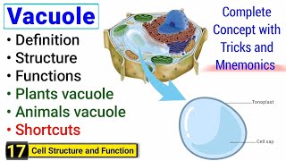 Vacuole structure and function  Complete concept  Peak Lectures [upl. by Nnaillek169]