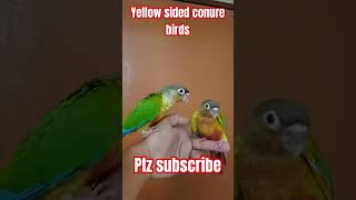 Yellow sided conure birds  full hand tame parrot viralvideo youtubeshorts [upl. by Nylarak716]