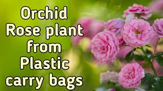 How is make Orchid Rose plant with Plastic carry bags carrybagcraft india diy share subscribe [upl. by Ellives]