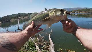 San Jose CA bass fishing almaden lakeperc pondcalero lake [upl. by Asetal]