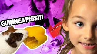 Meet Our Guinea Pigs Cheddar Bob amp Murphy 🐹🐹 pets guineapig funny fun adventure [upl. by Romonda]