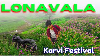 🌷karvi flower Festival with location 2024💐lonavala karvi place🌷karvi lonavala [upl. by Akcirderf]