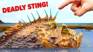 Surviving Sting of Deadliest Fish and other Venomous Animals [upl. by Anomahs464]