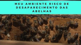 Meu Ambiente Risco de Desaparecimento das Abelhas [upl. by Nehtanhoj]