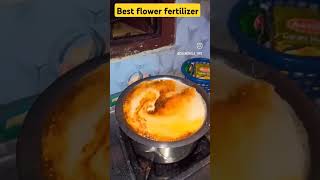 how to make best plant and flower fertilizers and update in our Garden tour viral fertilizer [upl. by Hploda]