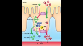 Cell Membrane Transport Part 2 Primary vs Secondary Active Absorption of Na Glucose and H2O [upl. by Blancha]