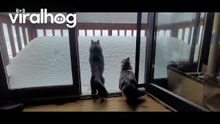 Cat Attempts Snow Pile Jump  ViralHog [upl. by Etnomed253]