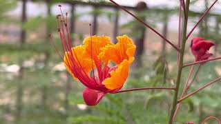 AZ Plant Reviews Red Mexican Bird of Paradise Caesalpinia pulcherrima [upl. by Amil444]