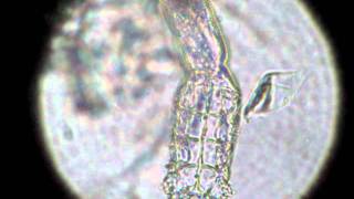 Canine demodex mite [upl. by Nade]